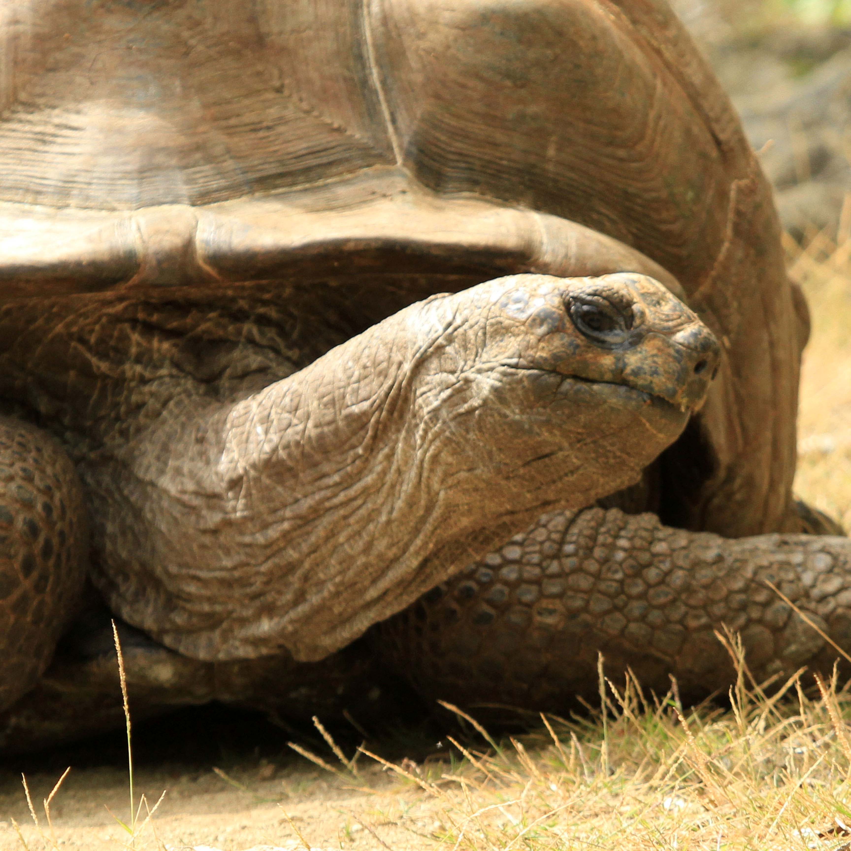 Mauritian Wildlife Foundation Mauritian Wildlife Foundation